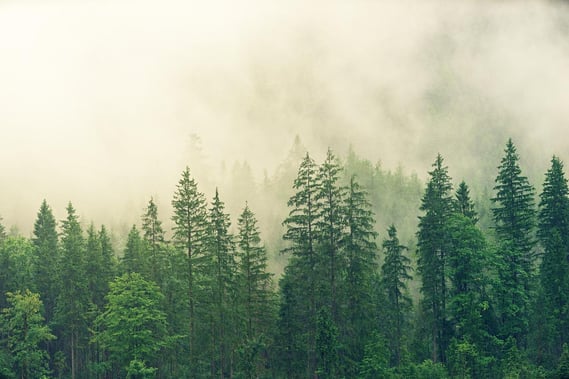 evergreen-forest-in-the-fog